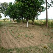 Jardin Potager