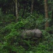 Maman Rhinocéros à Chitwan